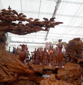 GỖ LŨA LÀ MỘT LOẠI CÂY ???